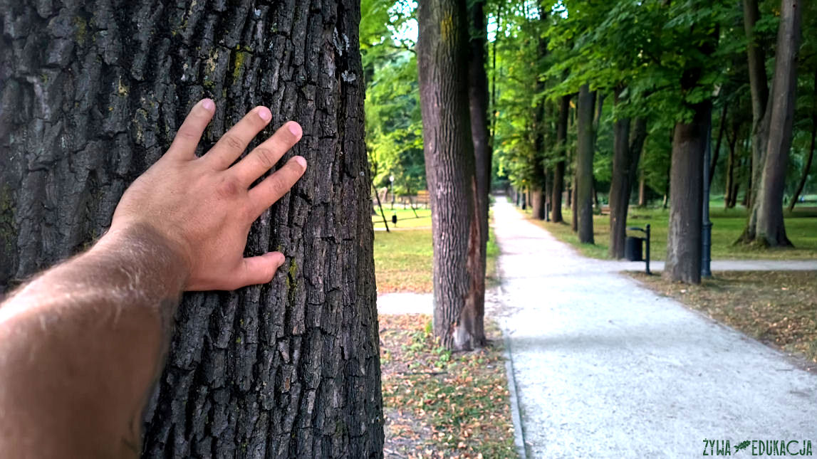 Szczawnica Park Dolny pomnikowa aleja w parku dolnym