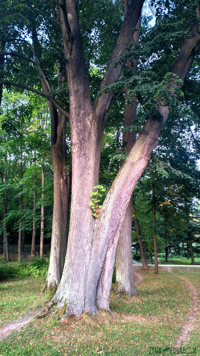 Szczawnica Park Dolny pomnikowa lipa szerokolistna w parku dolnym