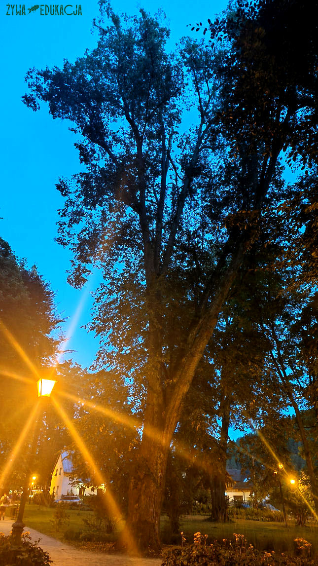 Szczawnica Park Dolny pomnik przyrody lipa drobnolistna