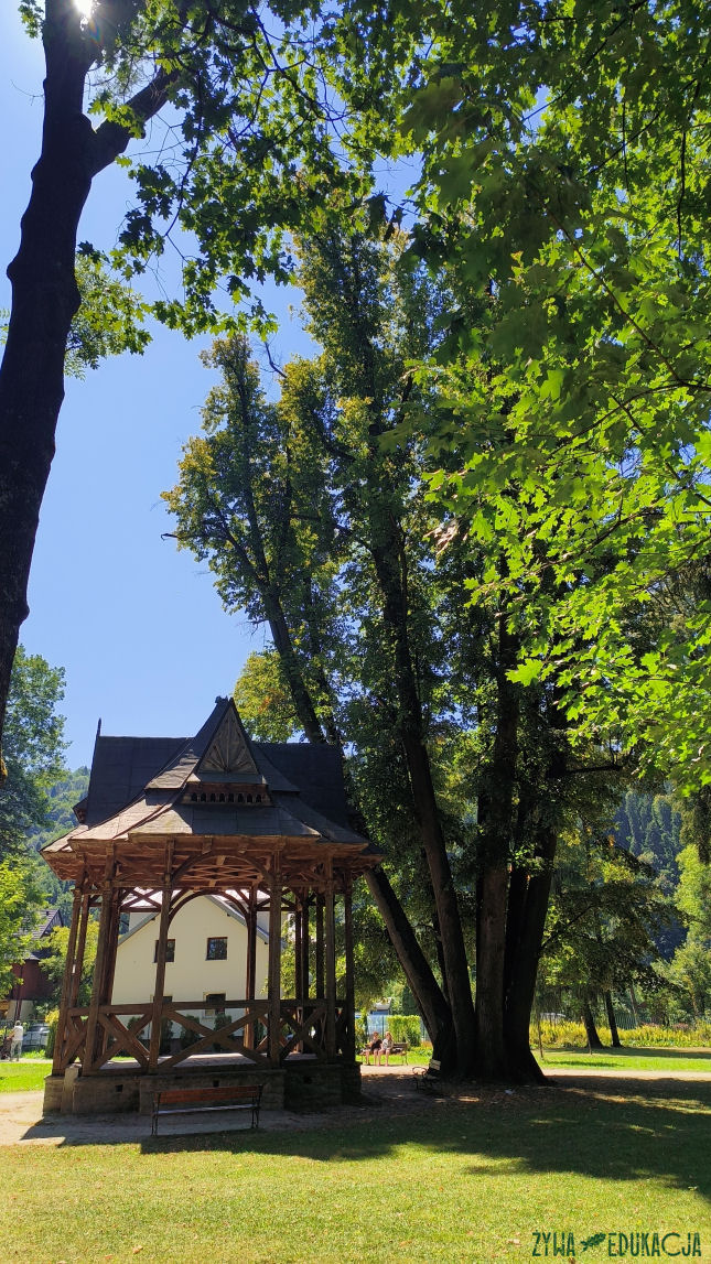 Szczawnica park dolny pomnikowa lipa Tilia o 13 pniach