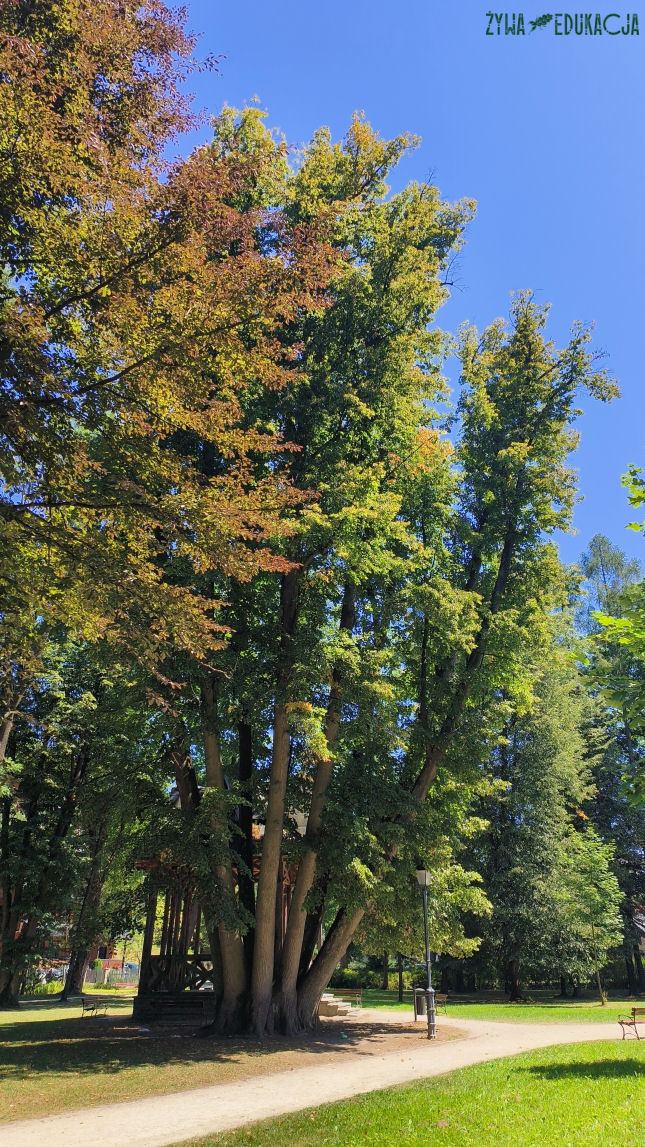 Szczawnica park dolny pomnikowa lipa Tilia o 13 pniach