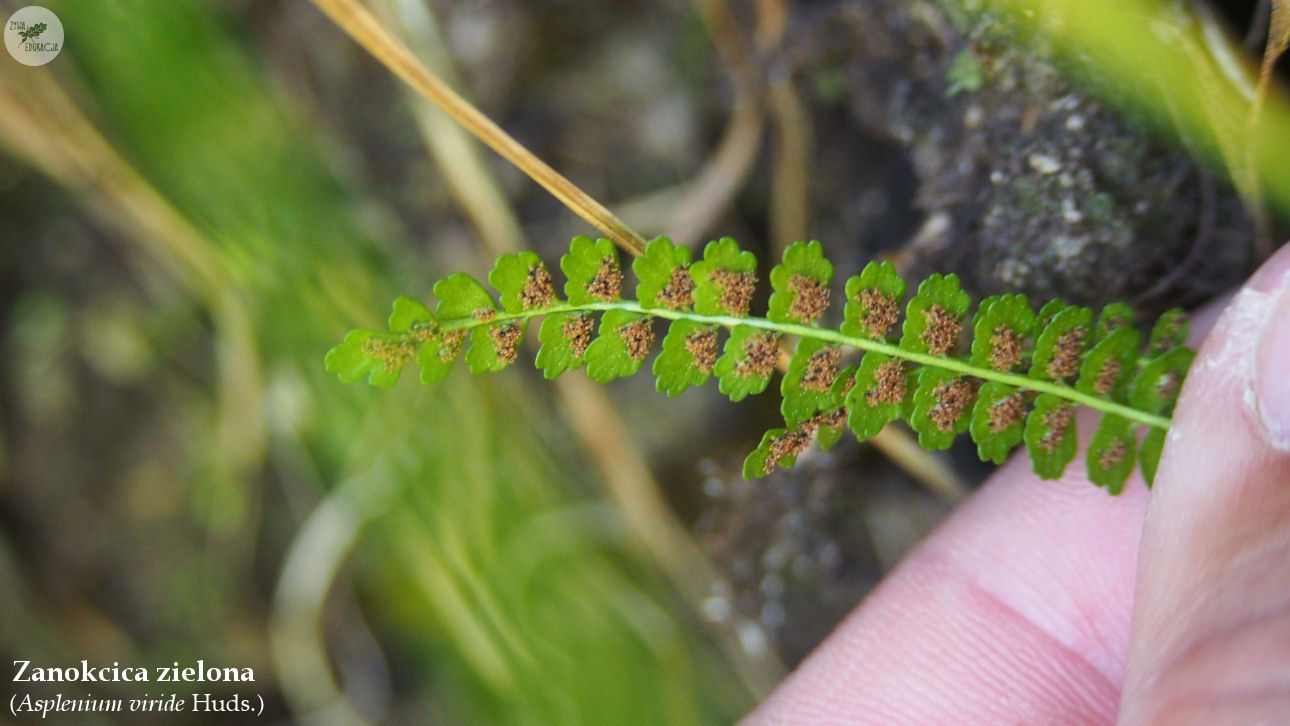 wąwóz homole małe pieniny żywa edukacja sebastian pilichowski