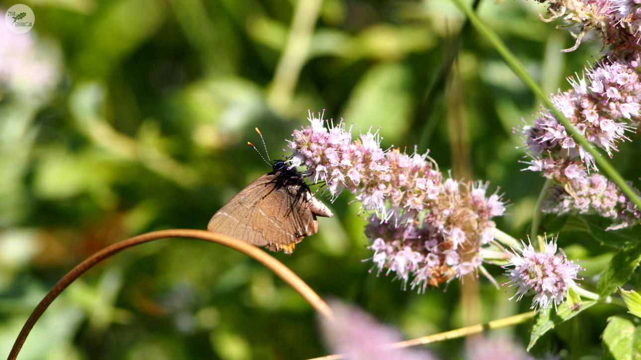 wąwóz homole małe pieniny żywa edukacja sebastian pilichowski