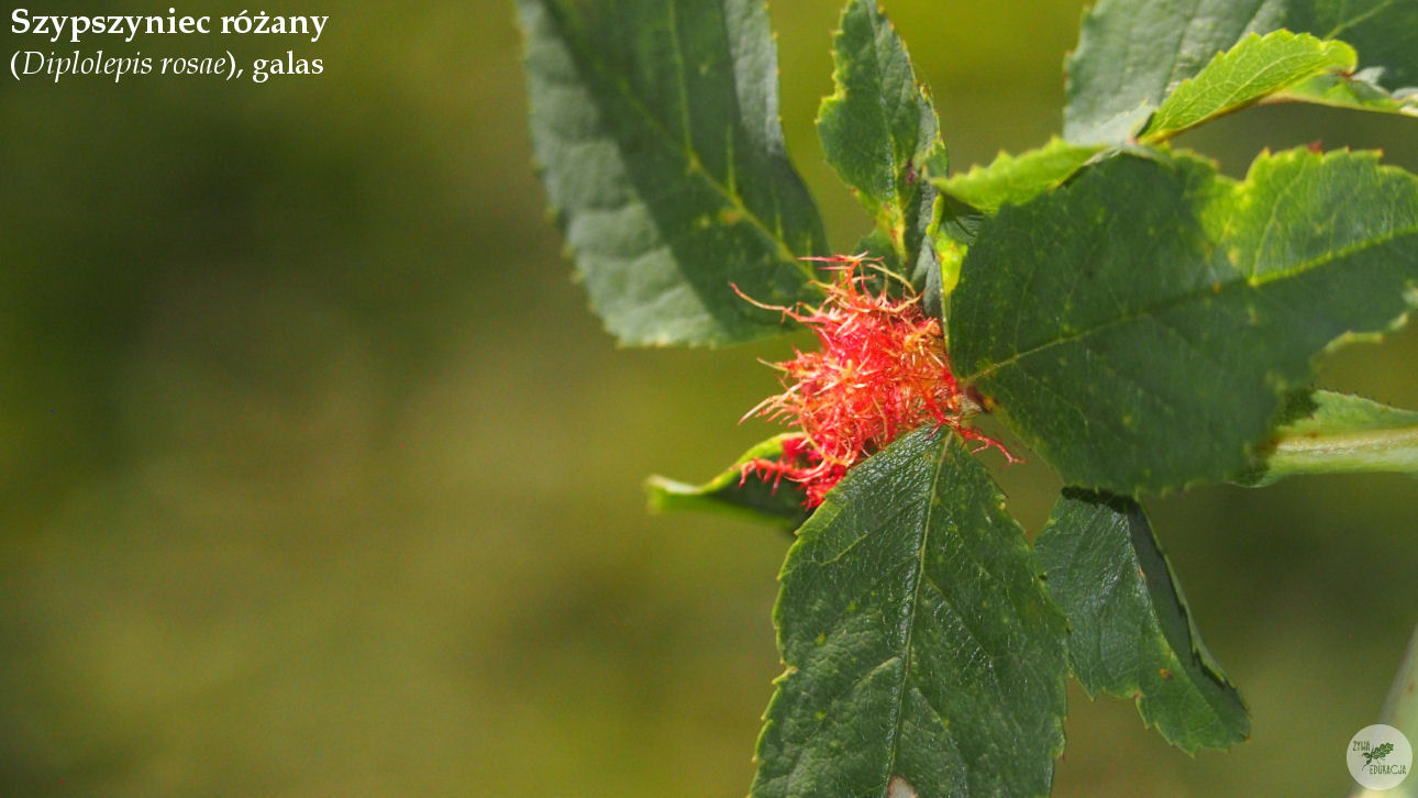 Diplolepis rosae wąwóz Homole Pieniny