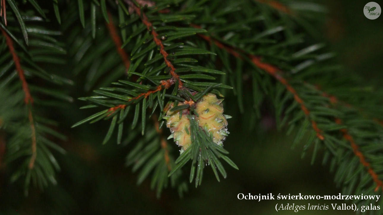 małe pieniny góra wysoka homole sebastian pilichowski żywa edukacja