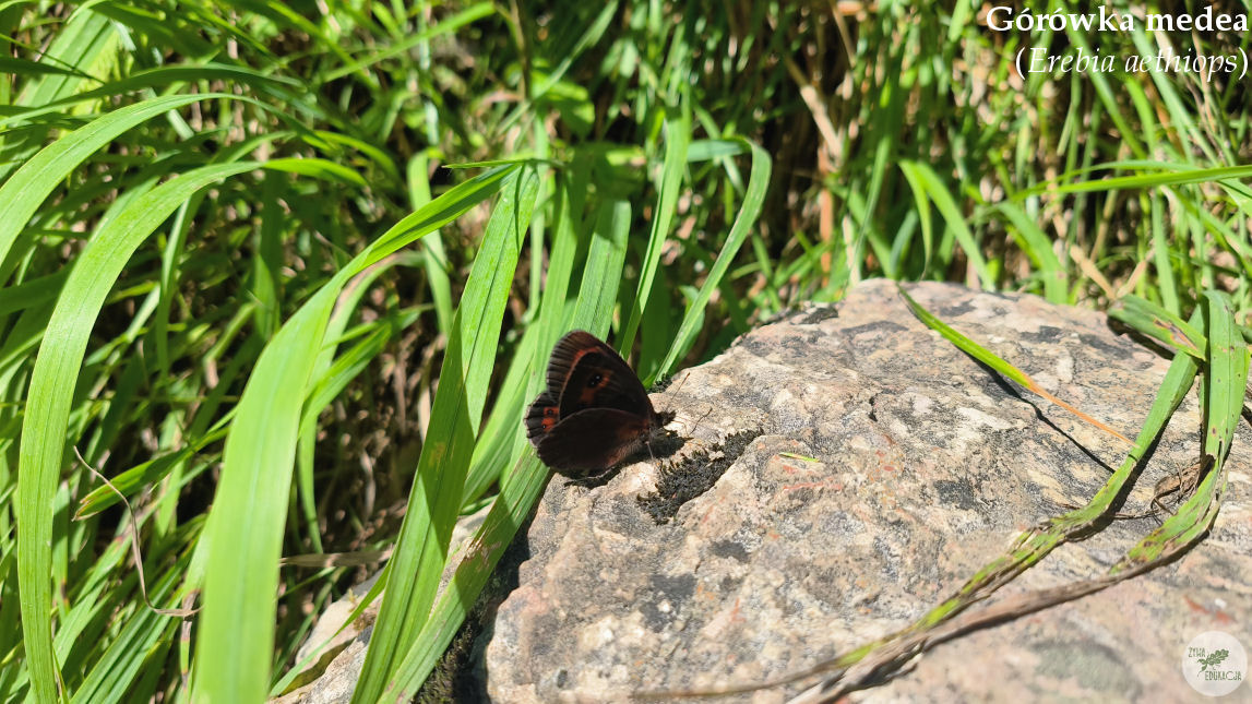 małe pieniny góra wysoka homole sebastian pilichowski żywa edukacja