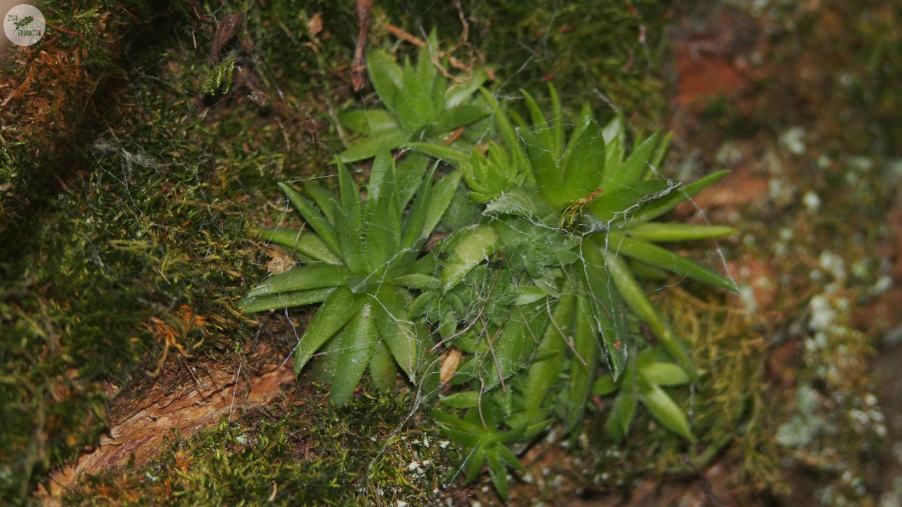 małe pieniny góra wysoka homole sebastian pilichowski żywa edukacja