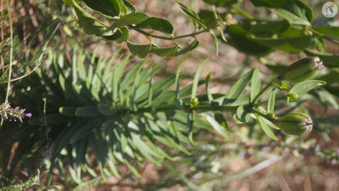 małe pieniny góra wysoka homole sebastian pilichowski żywa edukacja