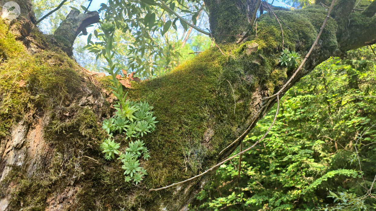 małe pieniny góra wysoka homole sebastian pilichowski żywa edukacja