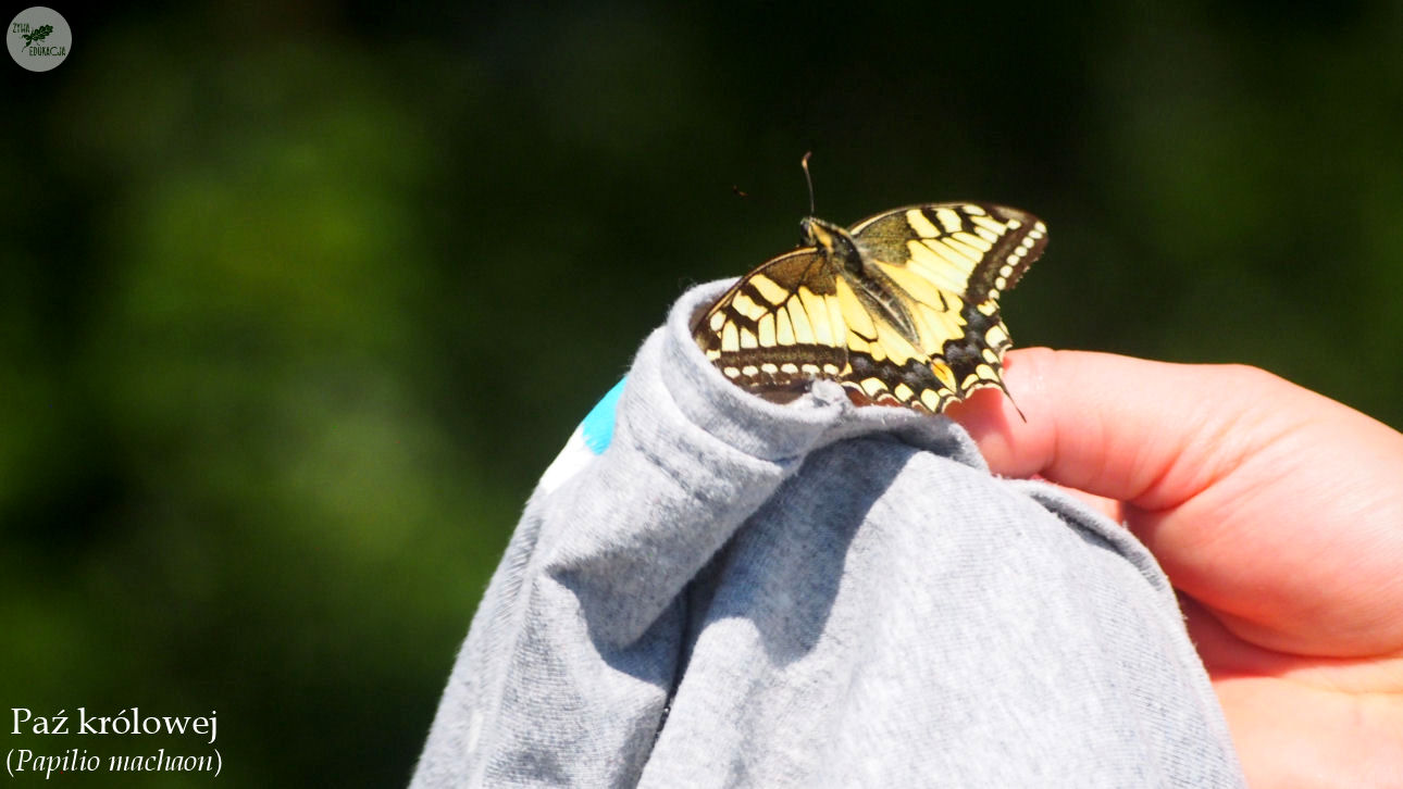 małe pieniny góra wysoka homole sebastian pilichowski żywa edukacja