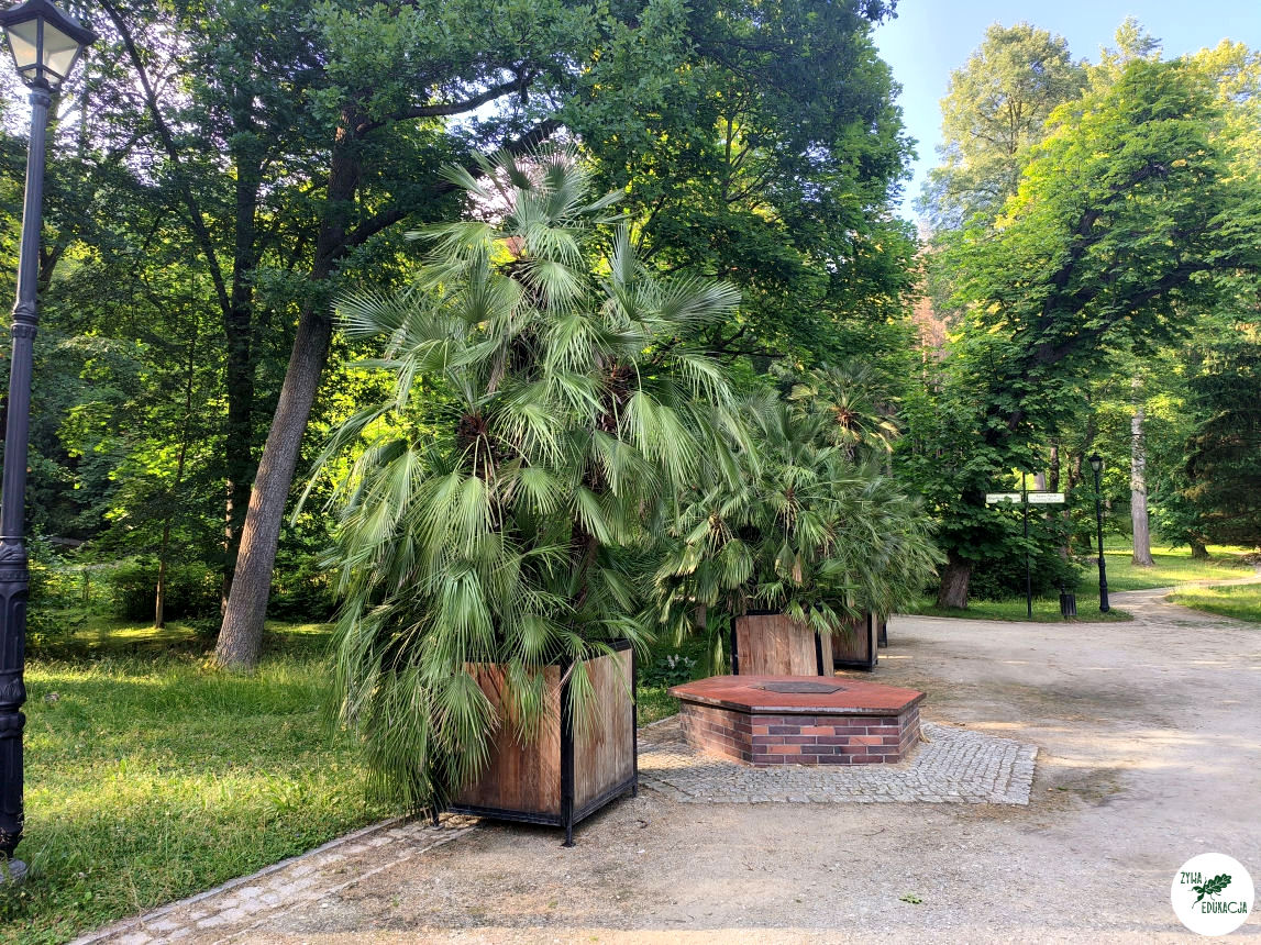 gory stolowe park zdrojowy kudowa zdrój