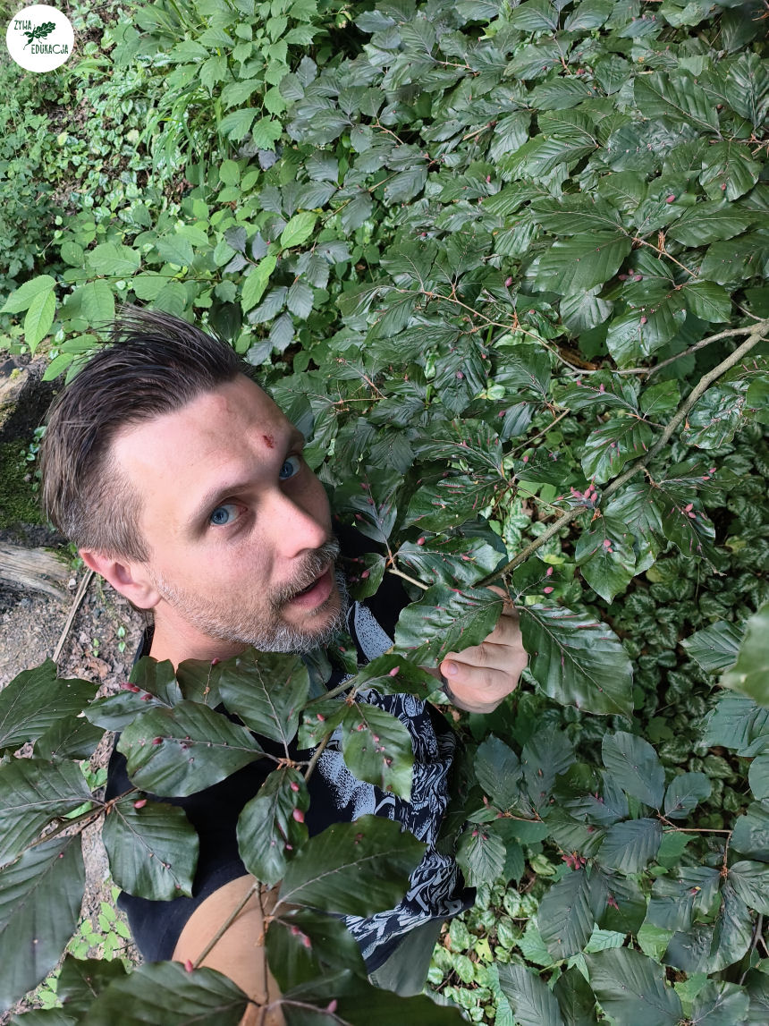 gory stolowe park zdrojowy kudowa zdrój