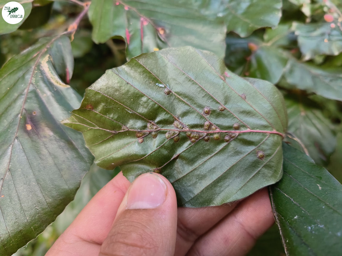 gory stolowe park zdrojowy kudowa zdrój