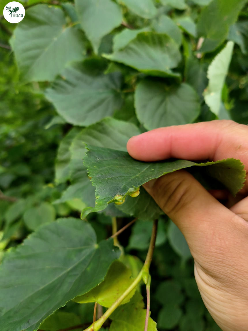 gory stolowe park zdrojowy kudowa zdrój