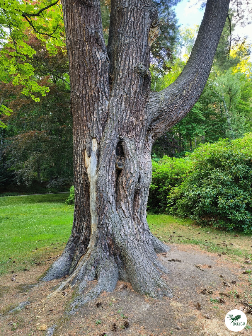 gory stolowe park zdrojowy kudowa zdrój
