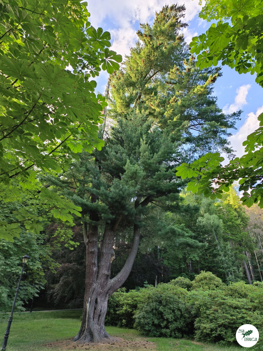gory stolowe park zdrojowy kudowa zdrój