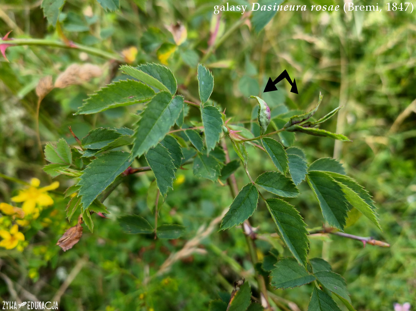 Kudowa Zdrój Czermna