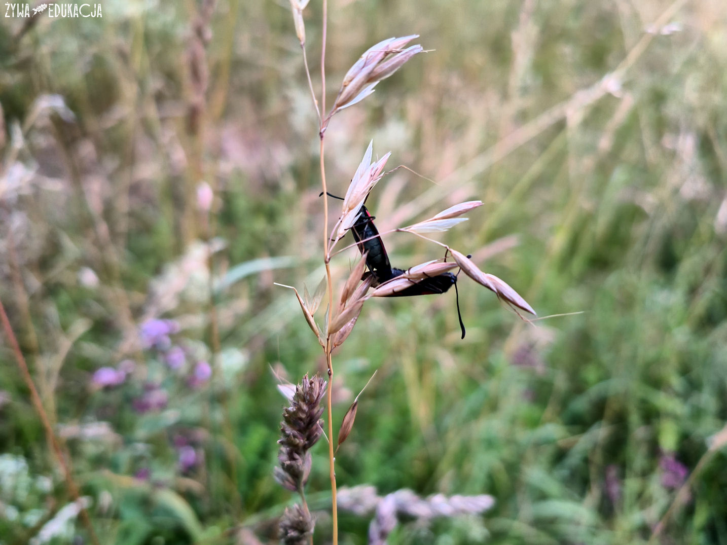 Kudowa Zdrój Czermna