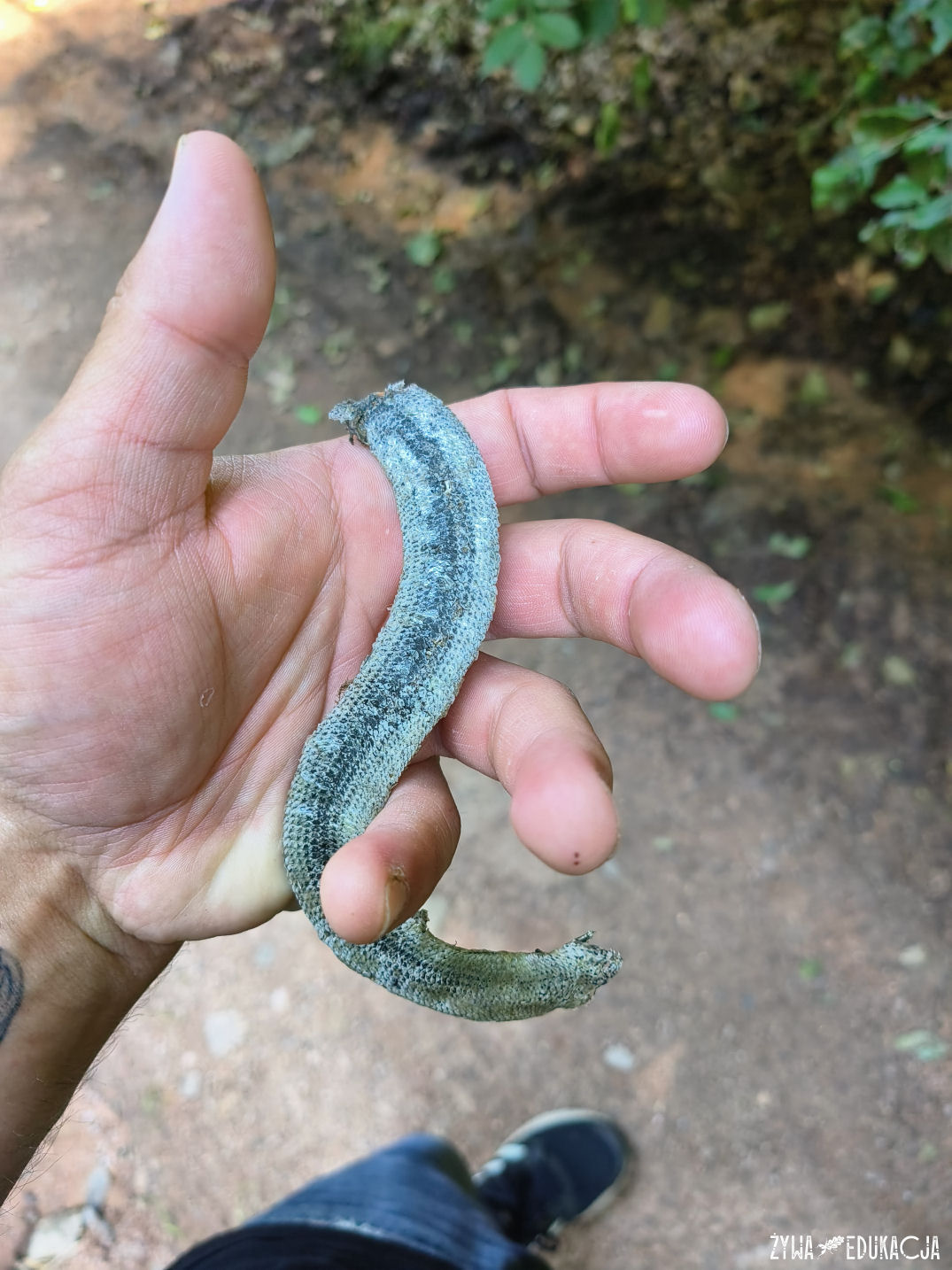 Kudowa Zdrój Czermna