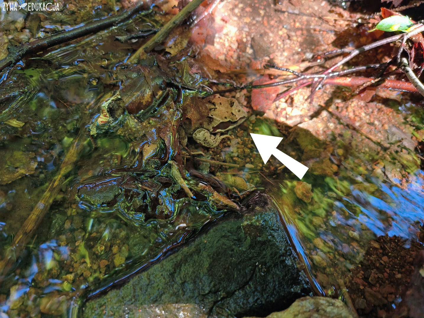 Kudowa Zdrój Czermna