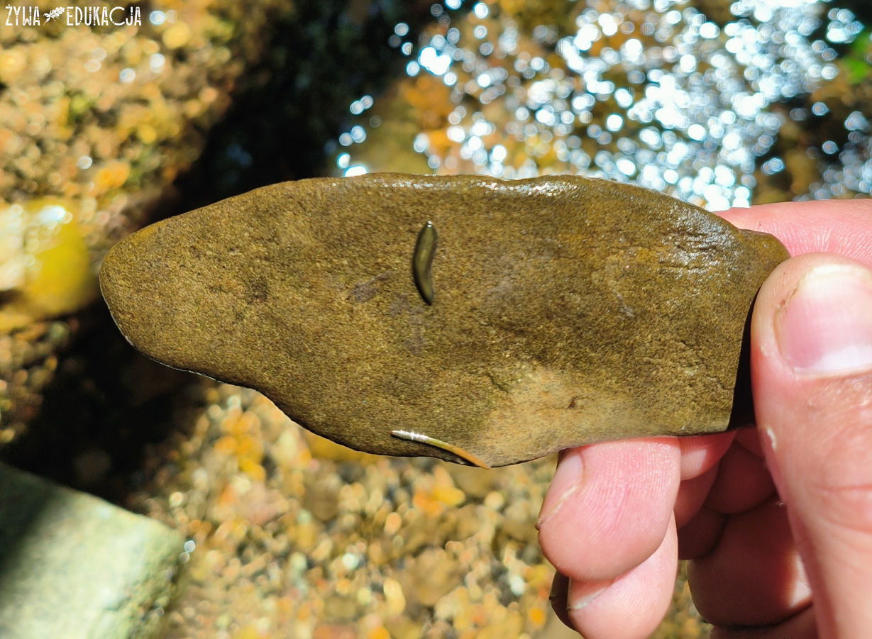 Kudowa Zdrój Czermna