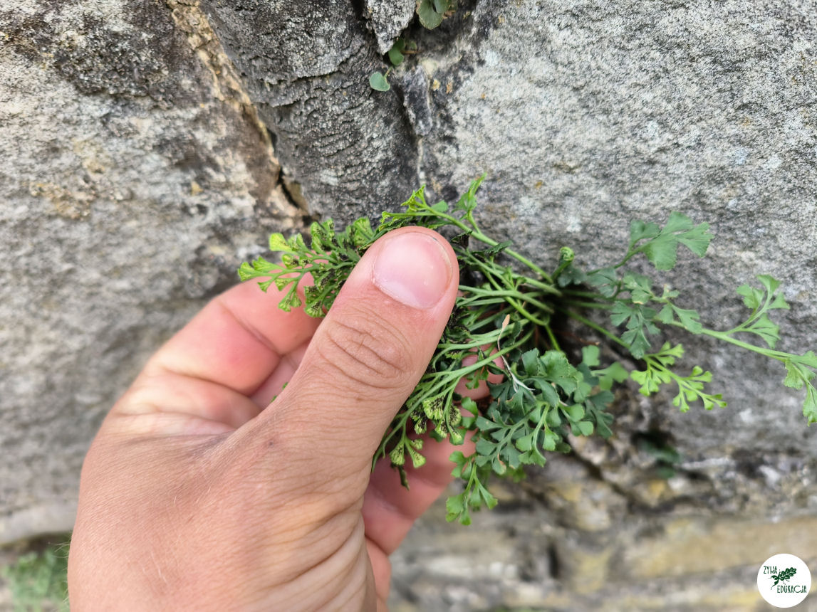 Kudowa Zdrój Czermna