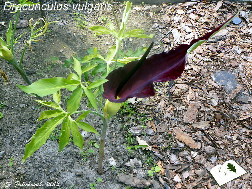 dracunculus vulgaris 01 13