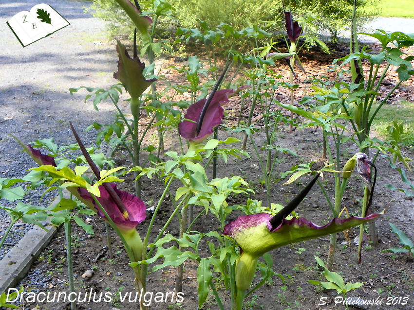 dracunculus vulgaris 02 13