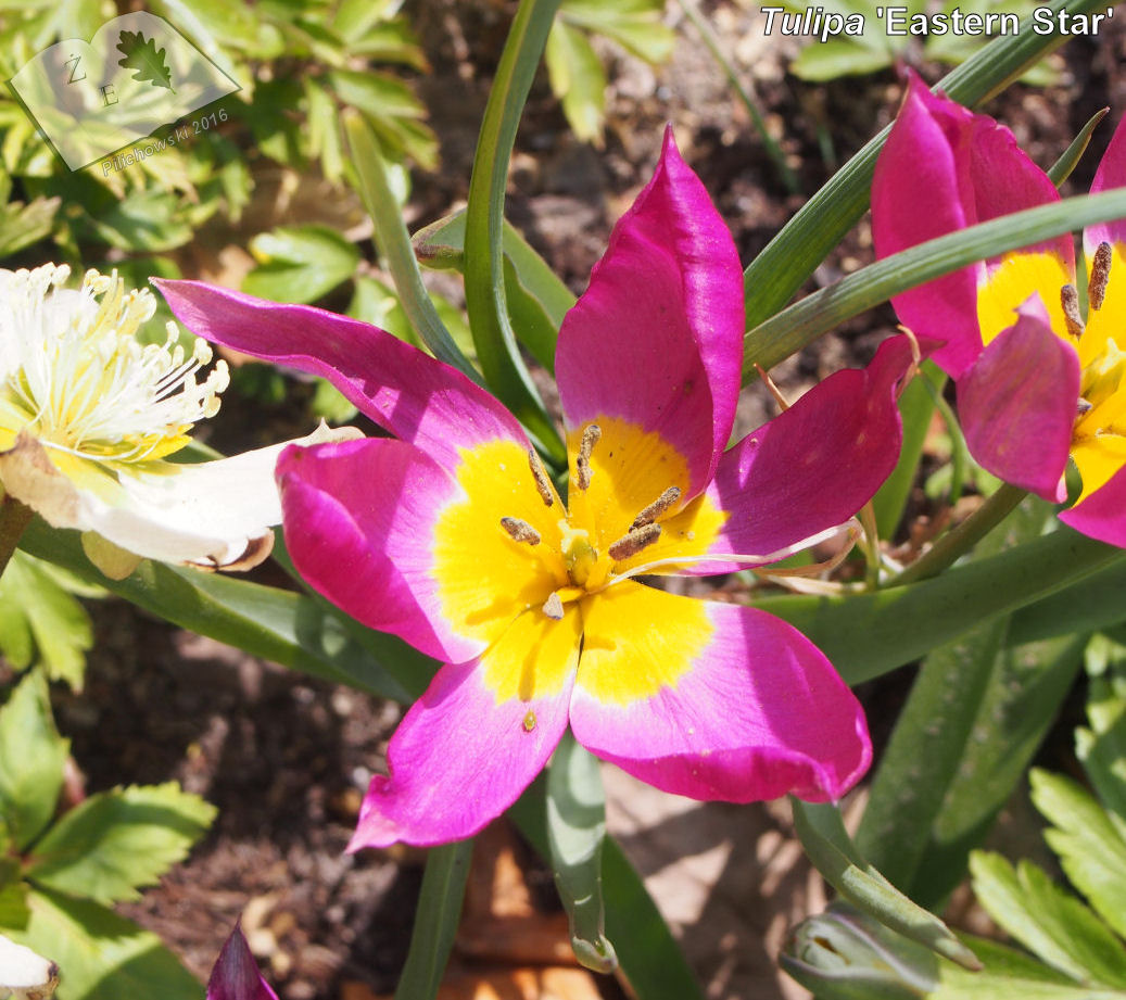 tulipa eastern star ze