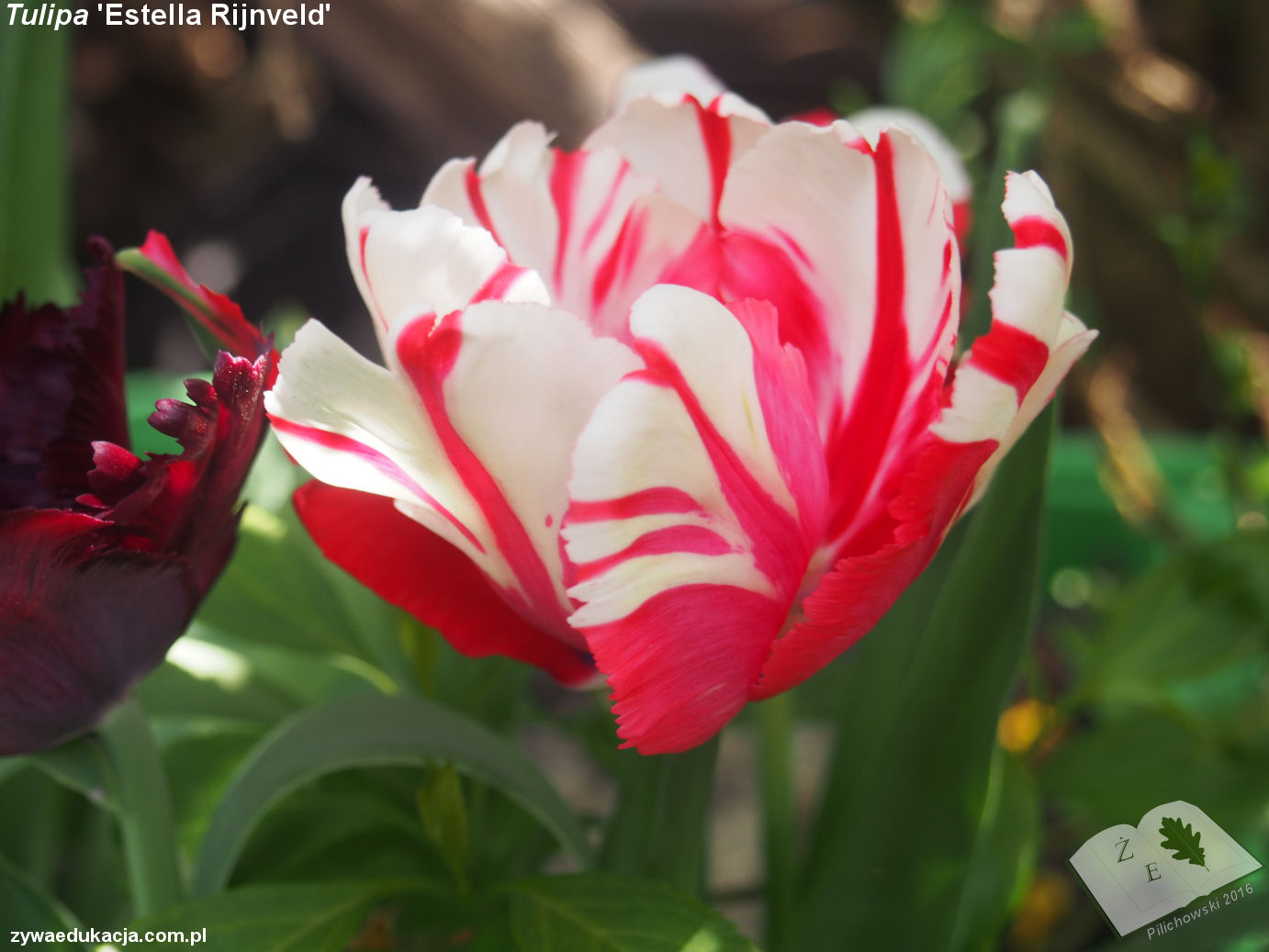 tulipa estella rijnveld ze