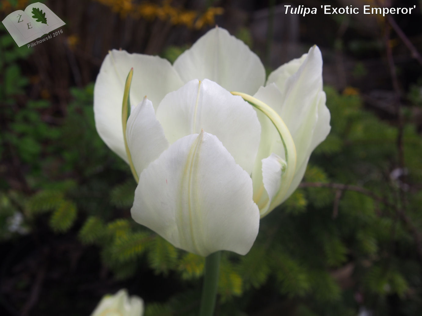 tulipa exotic emperor ze