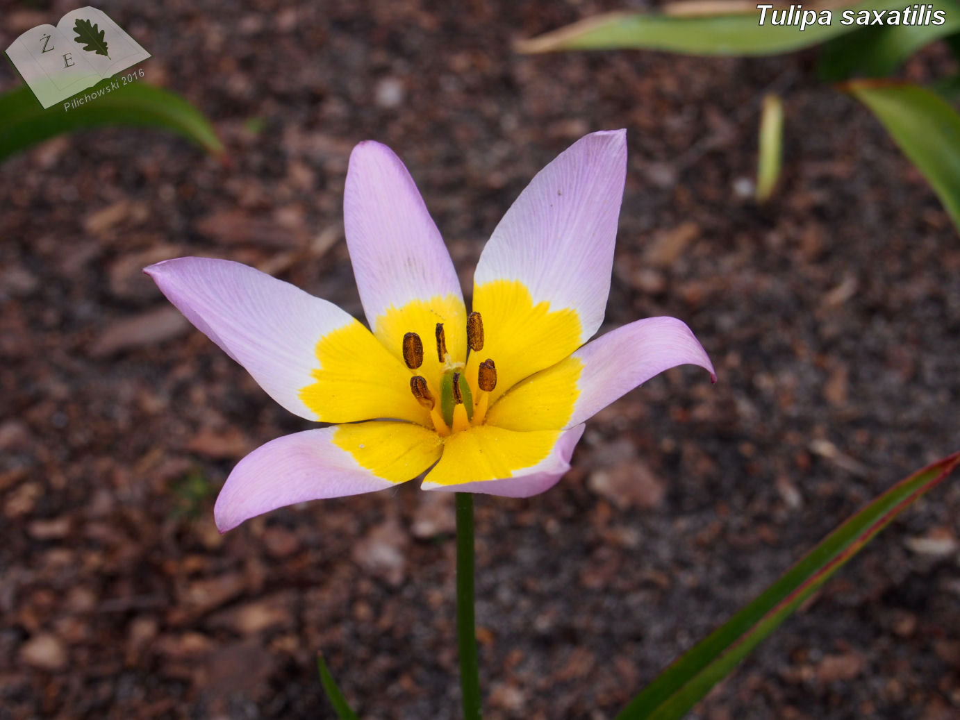 tulipa saxatilis