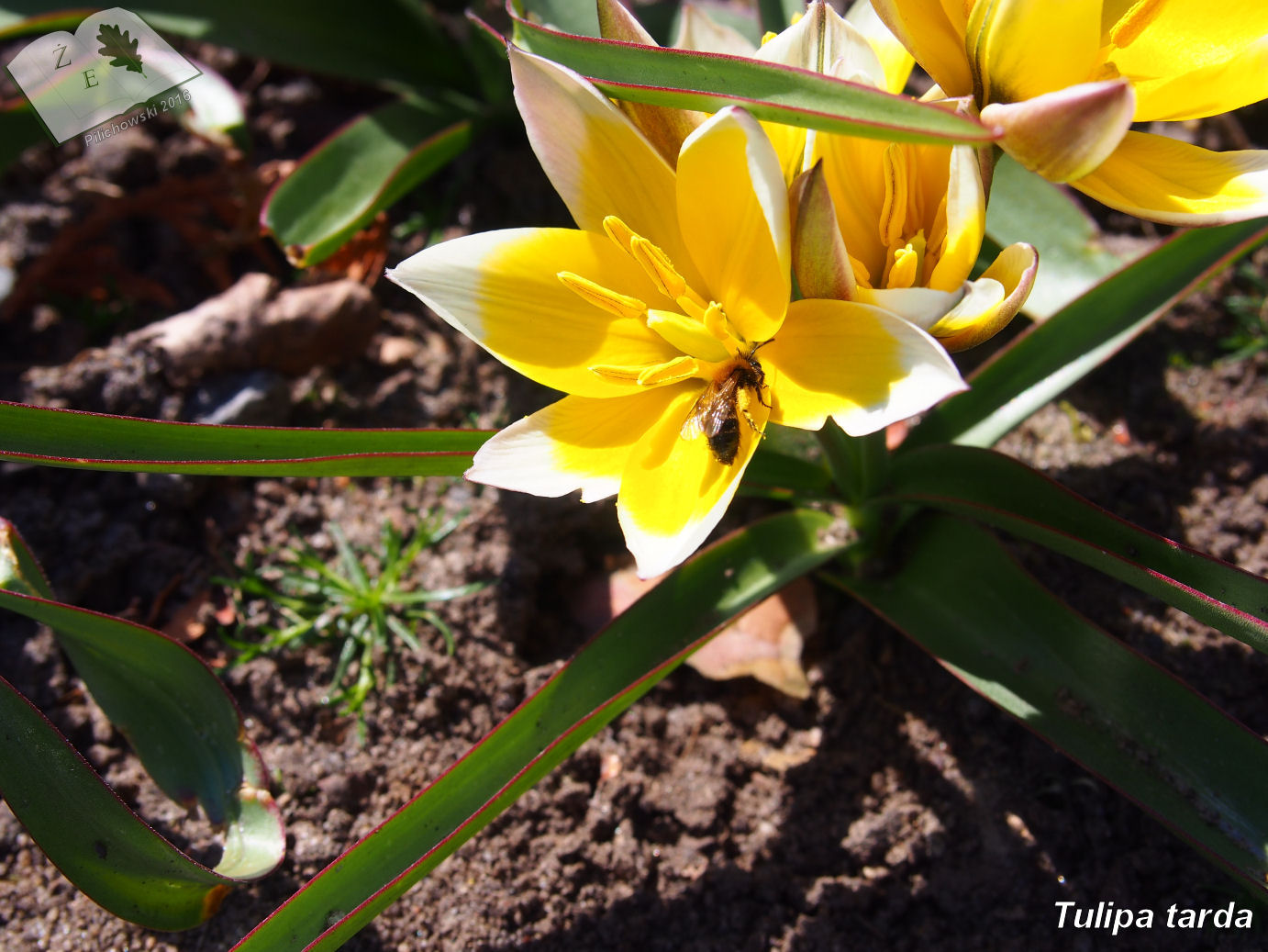 tulipa tarda