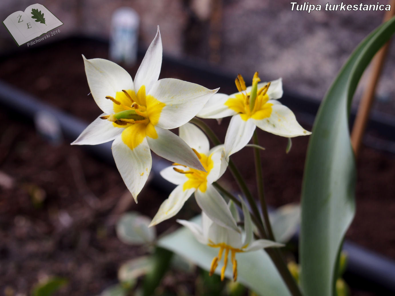 tulipa turkestanica ze