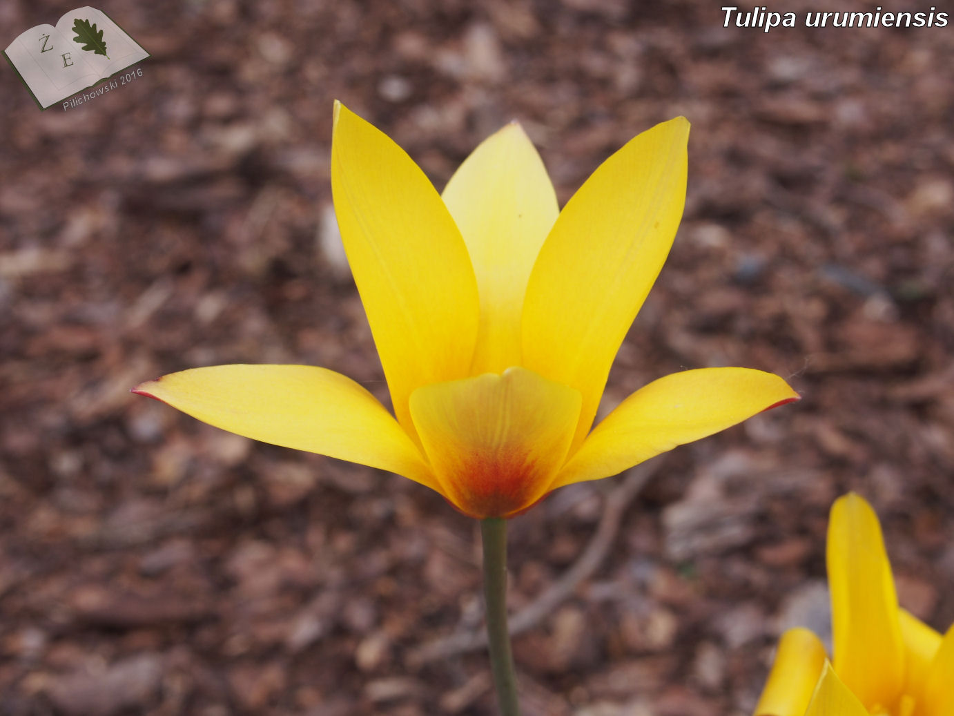 tulipa urumiensis ze