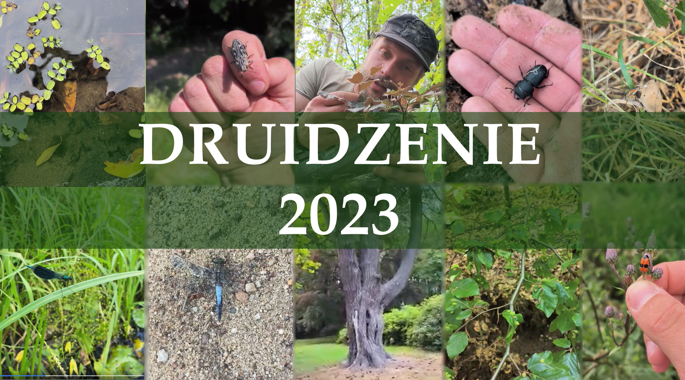 druidzenie23 thumb