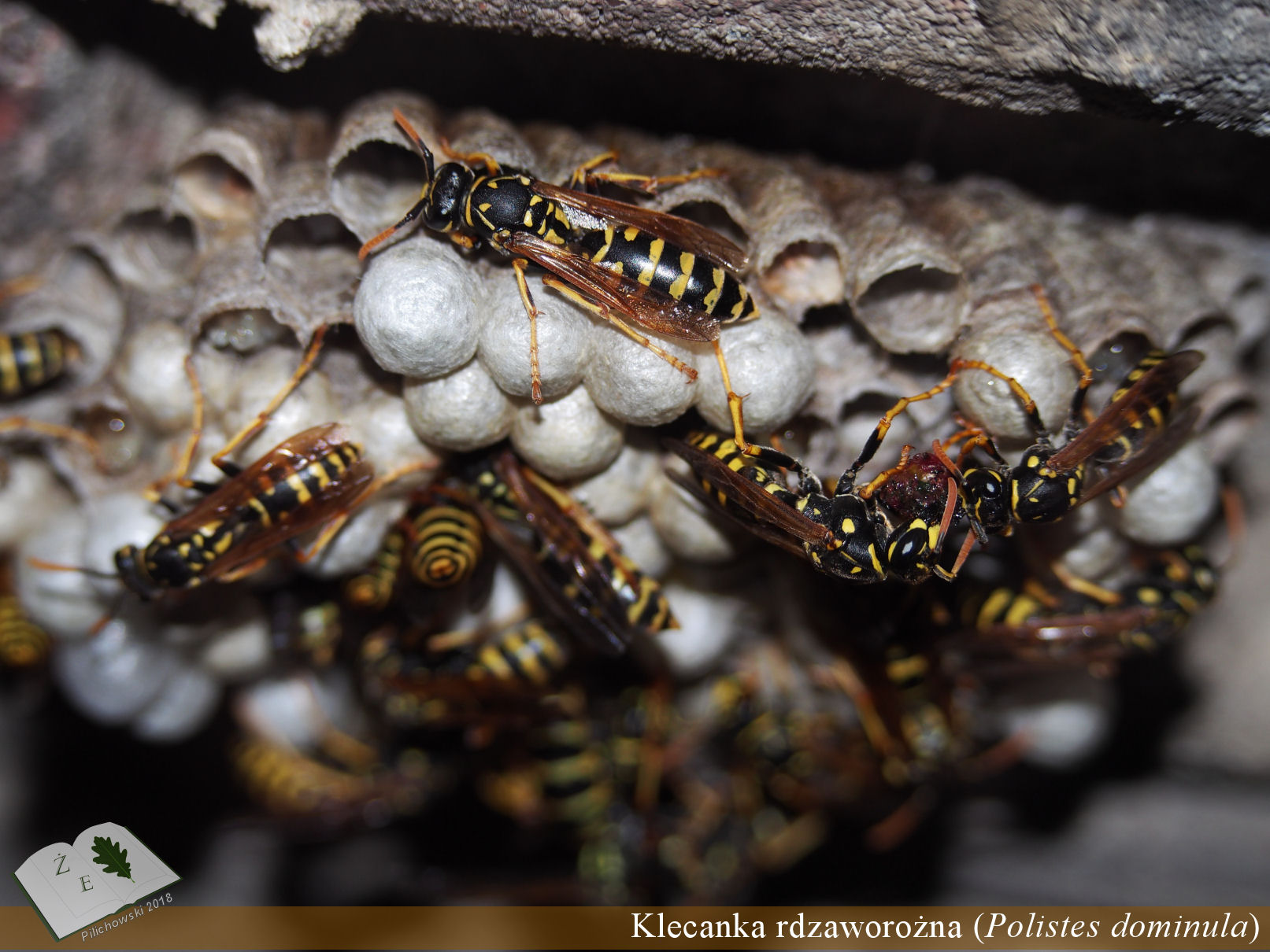 polistes nest 02