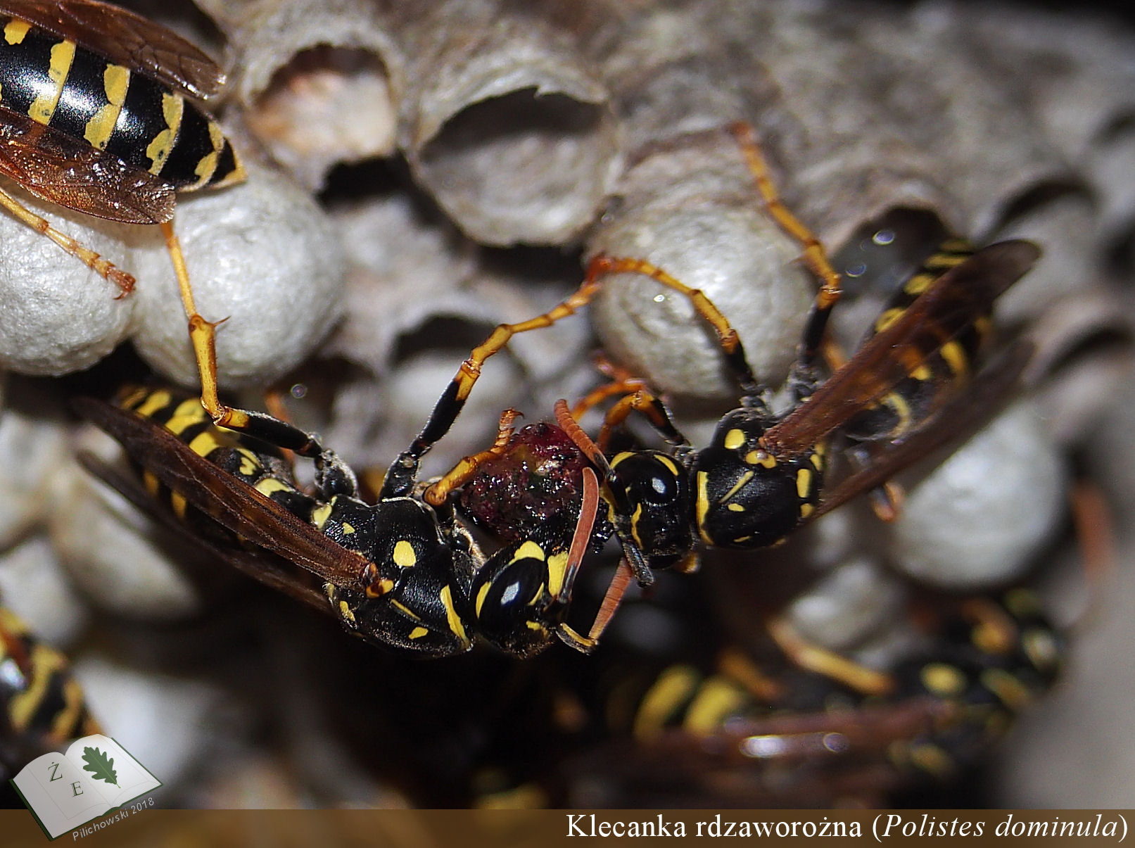 polistes nest 02zoom