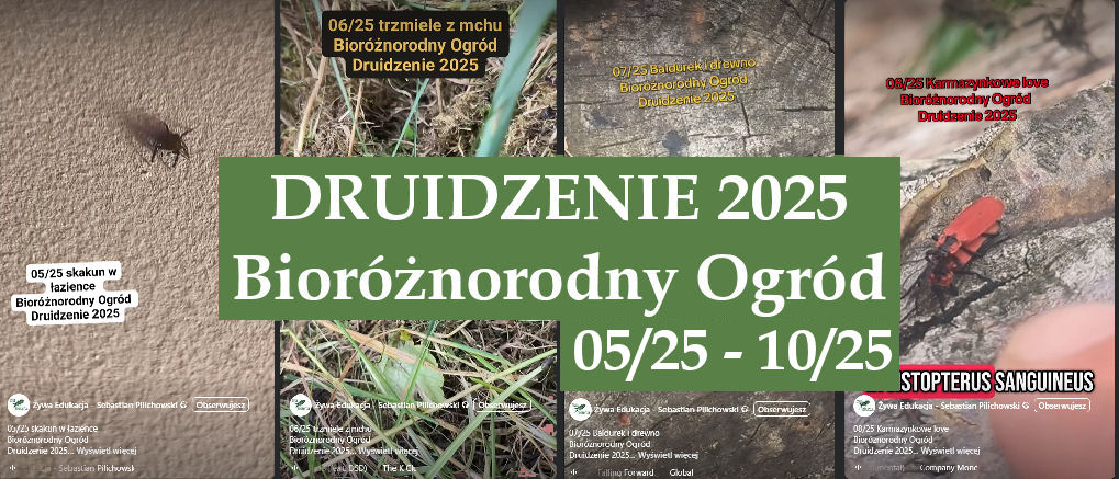druidzenie 2025 baner zapraszający do zapoznania się z odcinkami od 5 do 10