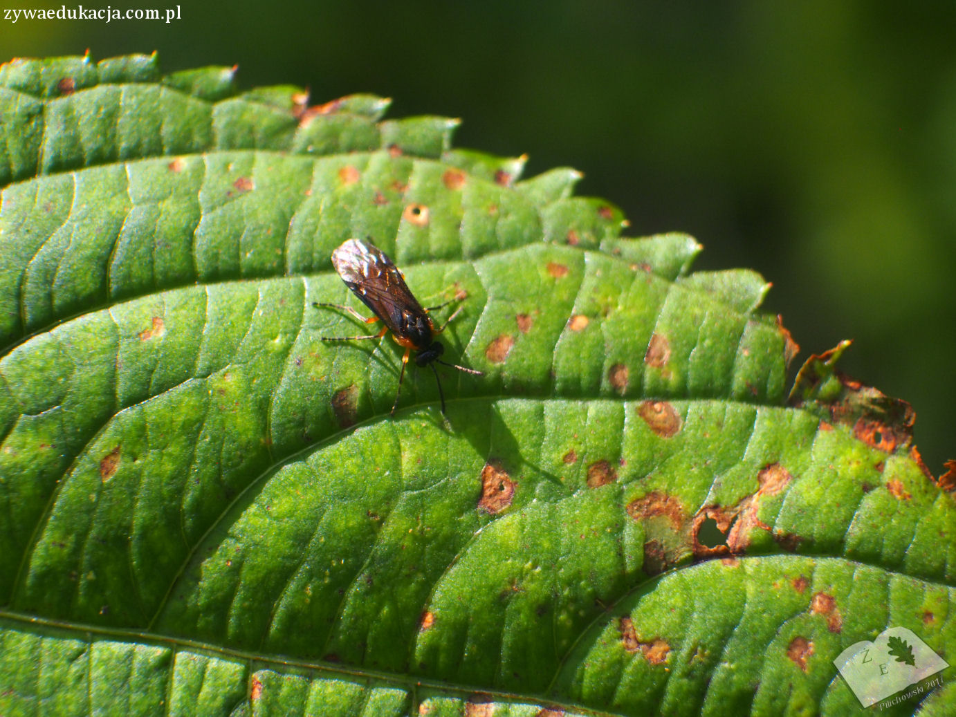 sierakow zw symphyta01