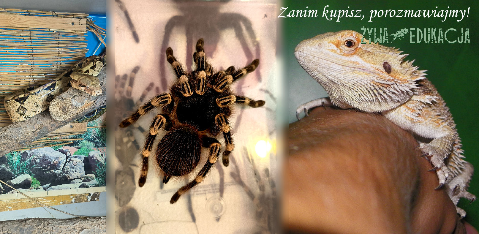 Zanim kupisz zwierzę, skonsultuj! Nie rób prezentu ze zwierzaka! Najpierw porozmawiaj, dowiedz się więcej!